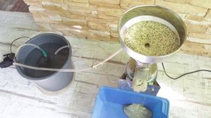 Делаем урбеч из конапляных семян