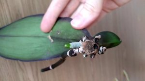 ПРИСЫПЬ орхидеи ЭТИМ! АКТИВИРОВАННЫЙ УГОЛЬ для орхидей ГНИЛЬ корней УЙДЕТ! КАК СПАСТИ орхидею УГЛЕМ