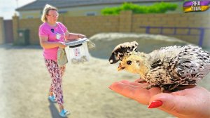 Мы вырастили 4 ящика цыплят! Цесарки, Бентамки, Легбар и Павловские куры! Крымский хутор