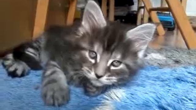 Мейн-Кун Quasar Silver Milenburg, 1,5 месяца смотреть онлайн