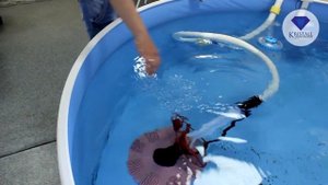 Как почистить Бассейн, пылесос для бассейна