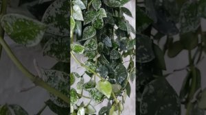 Хойя Лакуноза Супер Эскимо. Моя любимица