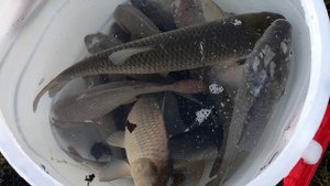 Скоро буду за рыбляться.