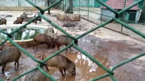 Зоопарк Гаваны