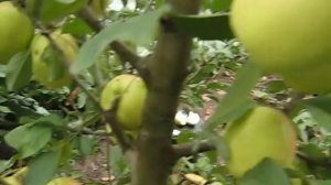 Яблоня сорт Синап белый