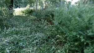 Что бы малинник не  пропал + обзор хутора 2023 06 21