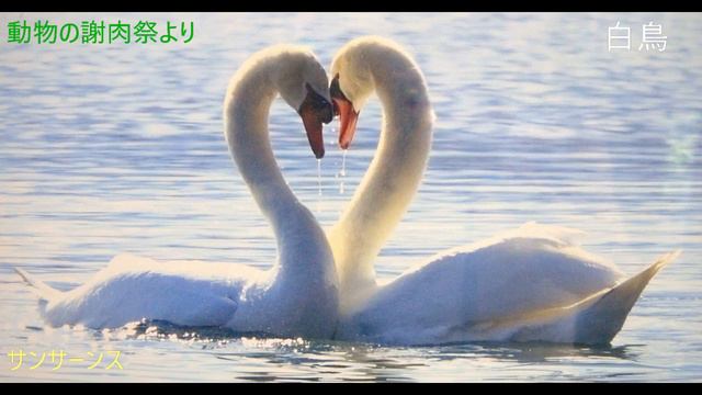 動物の謝肉祭より　白鳥　サンサーンス смотреть онлайн