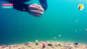 Подводная съёмка реакции карпа и белого амура на кукурузу и бойлы в открытом водоеме.fishing  carp