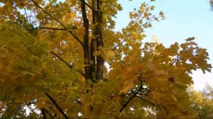 Что такое осень? Это небо... ;-)