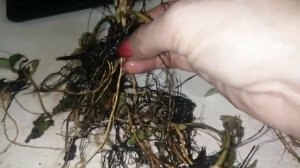 Внимание!!! Как купить рассаду клубники, и не быть обманутым.