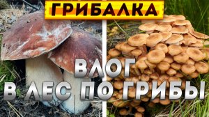 ? Влог по грибы в лес | Съедобные грибы 2023 в Свердловской области #грибы #грибалка #тихаяохота
