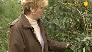 Млечный блеск на яблоне: очень опасно! Выкорчевать и сжечь незамедлительно.