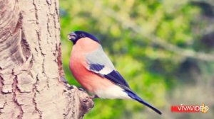 Хрестиянцкие песни Стучат калоса вдаль бежит вагон.../мсц ехб