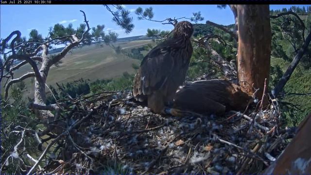 Солнечный орёл в Татарстане — Айдара испугали люди, громко кричащие внизу 25 07 2021 смотреть онлайн
