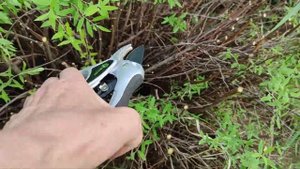 Как омолодить куст спиреи серой