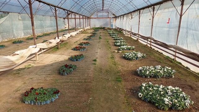 НИТРОАММОФОСКА худшее удобрения для цветочных культур. ПЕТУНИИ, ВИОЛЫ, ЦИНИИ, БАРХАТЦЫ НЕ ЛЮБЯТ ХЛО