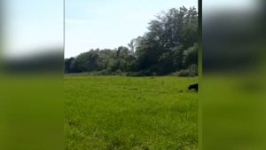 КАНЕ КОРСО не стоит заводить?трудности содержания собак кане корсо особенности породы