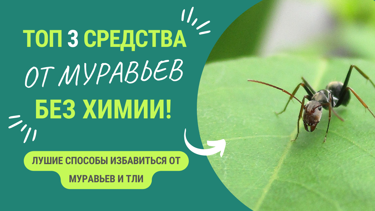 Три эффективных способа борьбы с муравьями. Без химии!!!