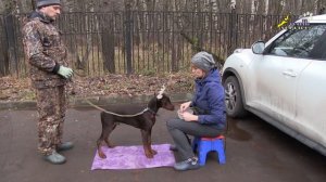 Щенок доберман, варианты тренировки комплекса, сидеть,лежать,стоять, команды окд