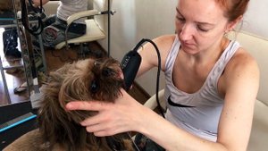 Стрижка Ши Тцу на лето.