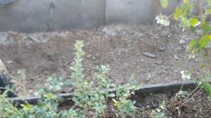 Апрельская рассадка брусники делением кустиков.