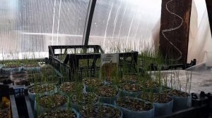 Лук порей от А до Я в природном земледелии.