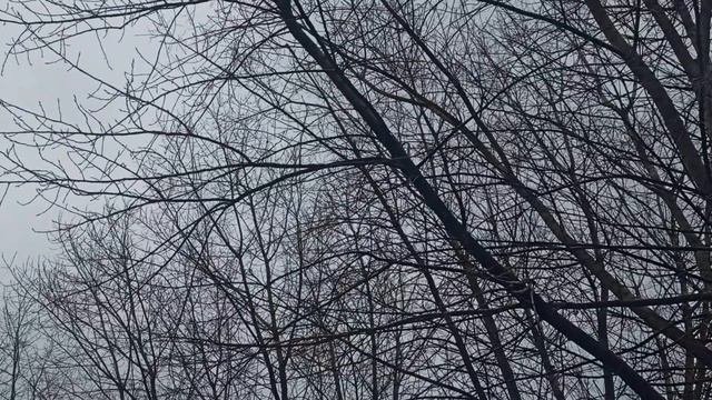 20 декабря народный праздник День Амвросия. Что делать нельзя. Народные приметы и традиции.