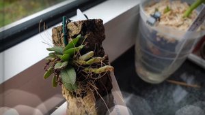 Распаковка мини орхидей