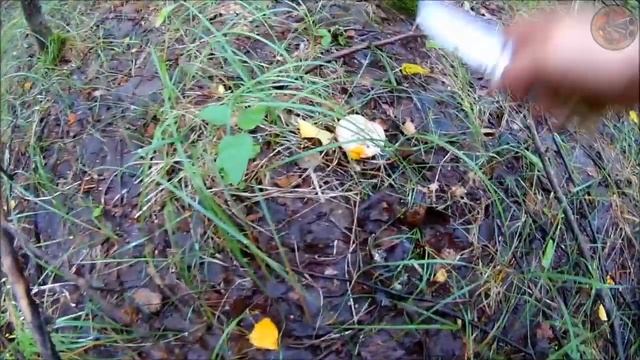 За подосиновиками (Будни охотника и рыбака) смотреть онлайн