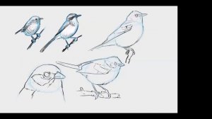 How to Draw Birds with John Muir Laws: Garden Birds