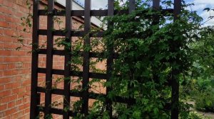 Княжики - украшение моего сада и защита от ветра.