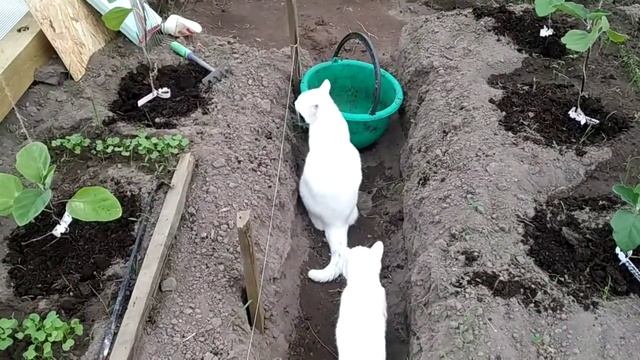 Деревянная теплица своими руками