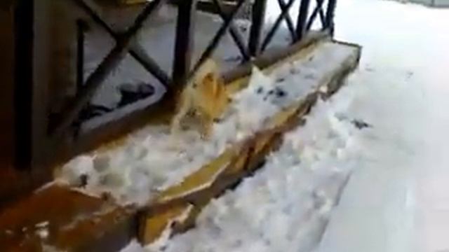 Акита ину на прогулке смотреть онлайн