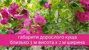 Троянда канадська Джон Кебот (John Cabot)