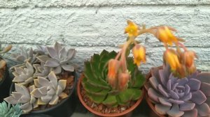 Echeveria Green Rose