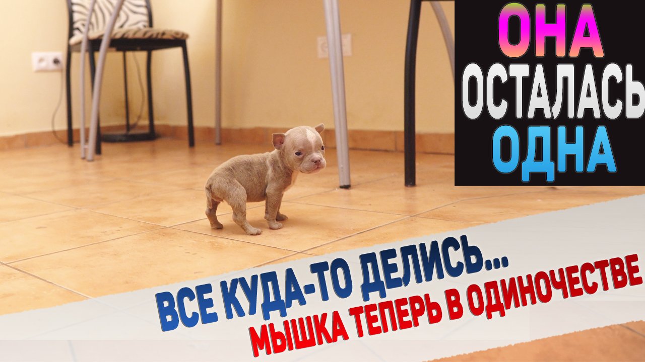 Братья и сестры переехали в вольер, а Мышка осталась одна.