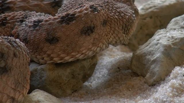 Что будет, если вас укусит змея? смотреть онлайн