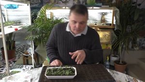 Секреты обильного цветения катарантуса- это нужно сделать уже сейчас!!!