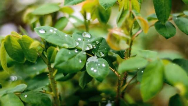 Непознанная nature(природа) смотреть онлайн