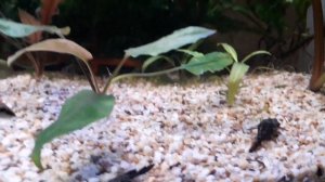 Аквариумное соревнование между сомиками в поиске таблетки и петушок-Аквамэн