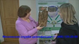 Уничтожение древоточцев в лесах