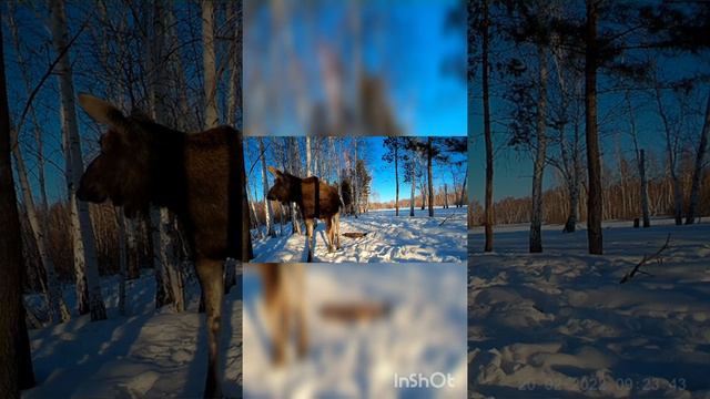 Лось на солонце смотреть онлайн