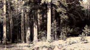 Картины И И Шишкина