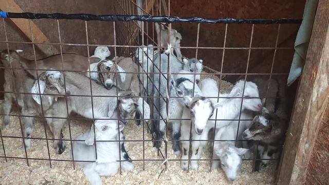 Козлята продажа.  ламанча - англо-нубийские.