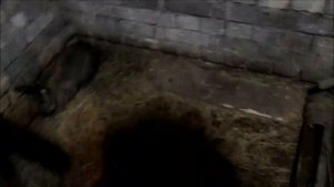 УБОЙНЫЙ вес Кролика ВЕЛИКАНА в 6 (шесть) месяцев! // Живой вес + Тушка!
