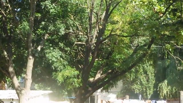 Сухие деревья во дворе домов №1,2,3 Микрорайона 2. смотреть онлайн