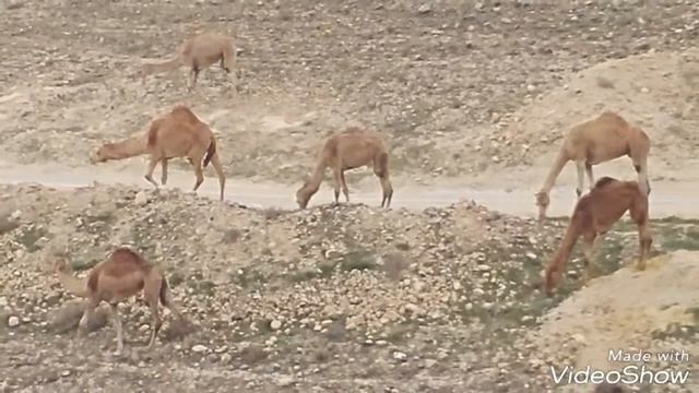 Короли пустыни смотреть онлайн