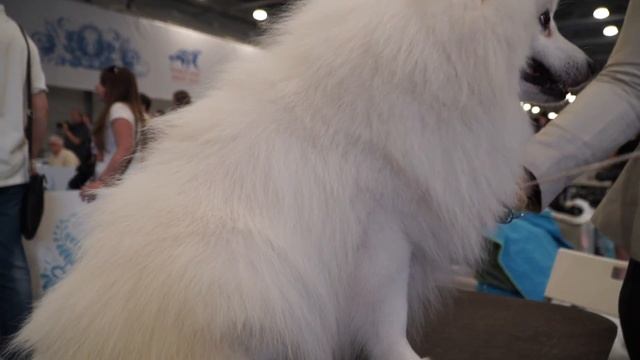 Японский шпиц на World Dog Show 2016
