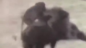 Обезьяны запрыгнули на кабана😂