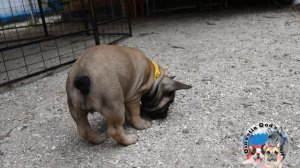 Французский бульдог девочка ищет семью. Продаётся щенок.